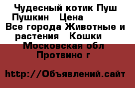 Чудесный котик Пуш-Пушкин › Цена ­ 1 200 - Все города Животные и растения » Кошки   . Московская обл.,Протвино г.